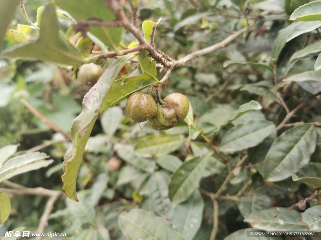 油茶果