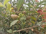 茶果