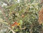 茶果