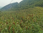 高粱
