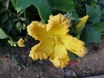 南瓜花