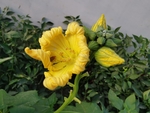 南瓜花