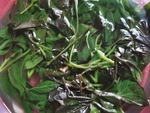 红薯滕