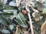 油茶