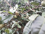 油茶