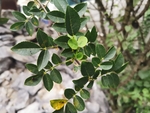 花椒