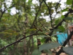 花椒