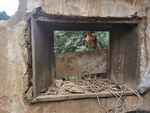 土鸡