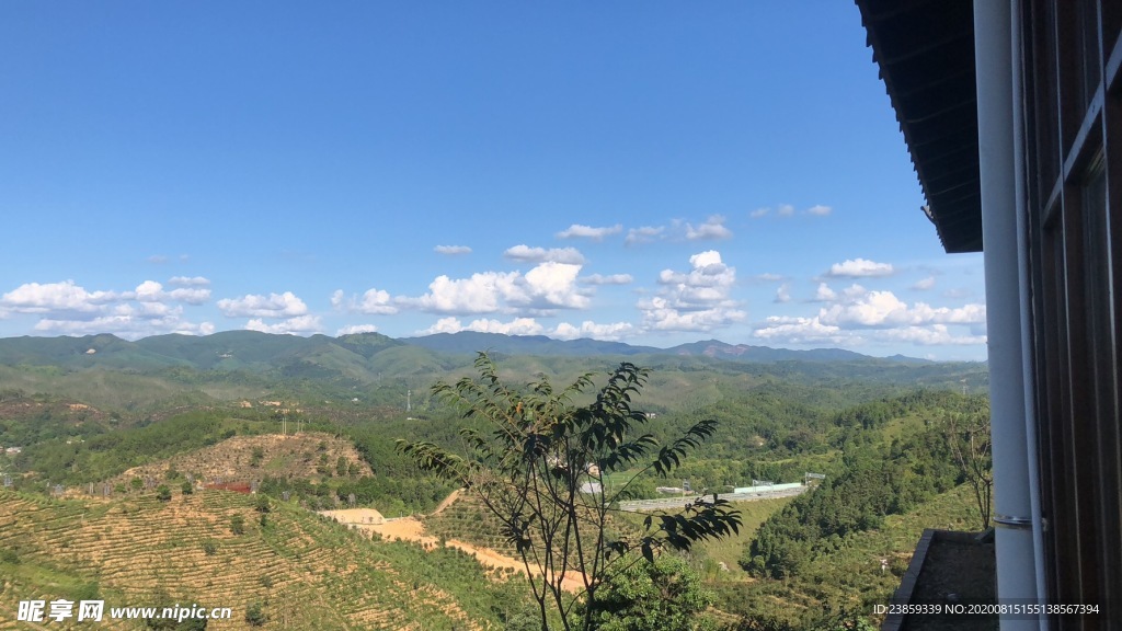 茶