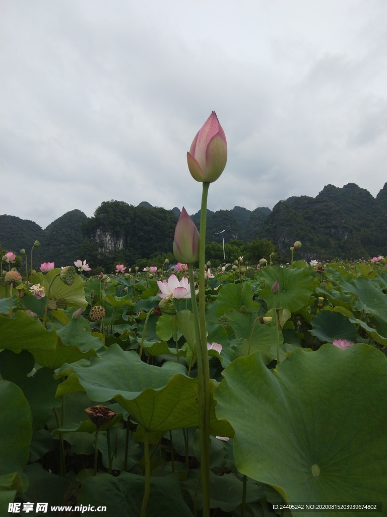 荷花开