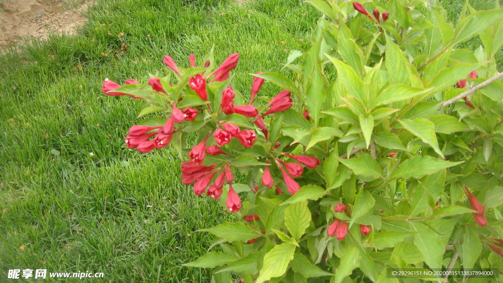 红色锦带花