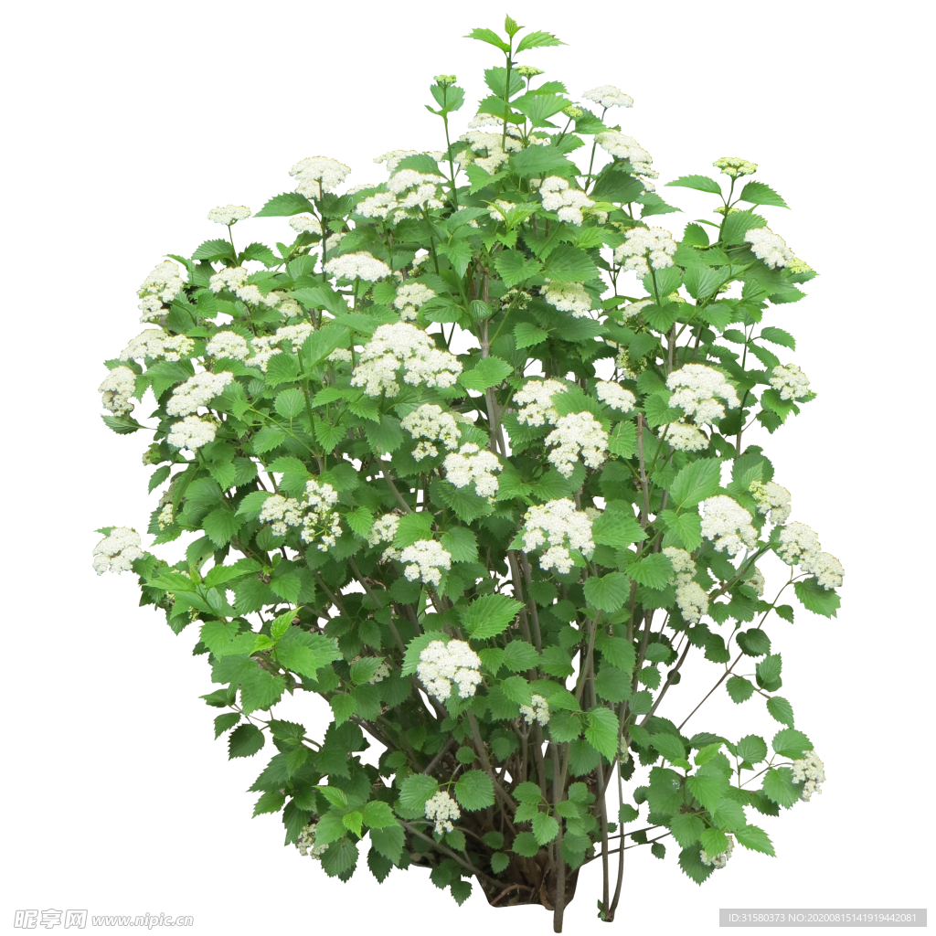 植物
