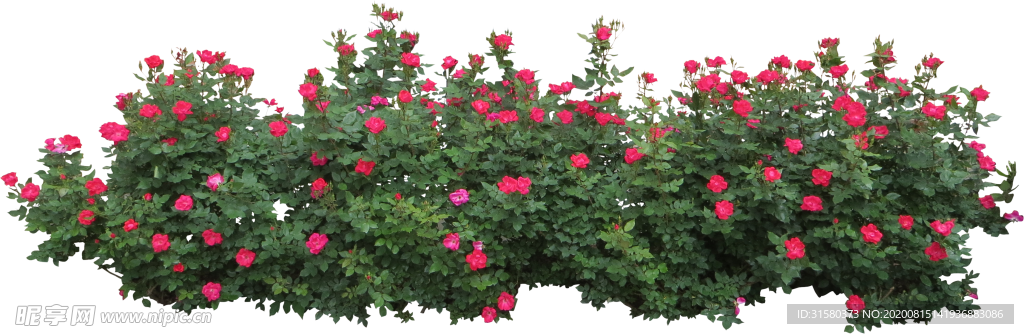 灌木花草