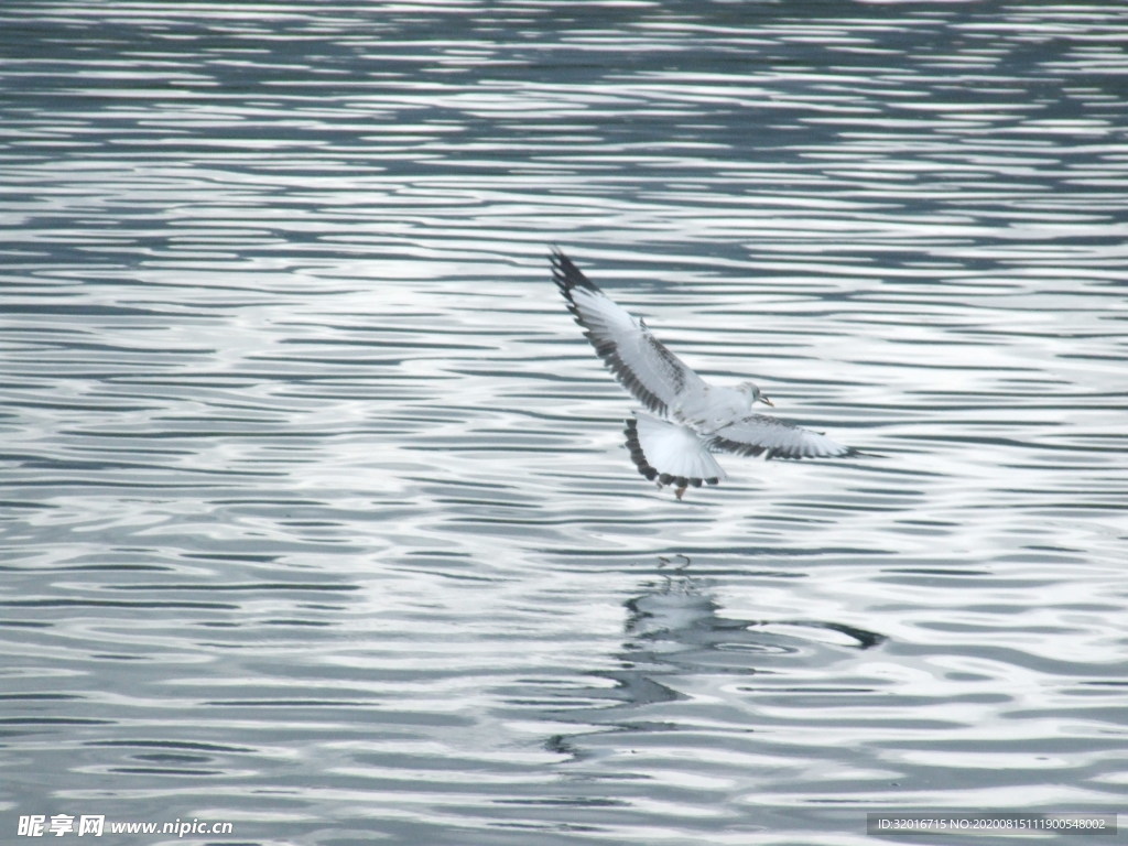 青海湖水鸟