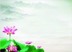 高山莲花