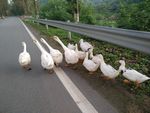 鹅