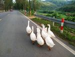 鹅