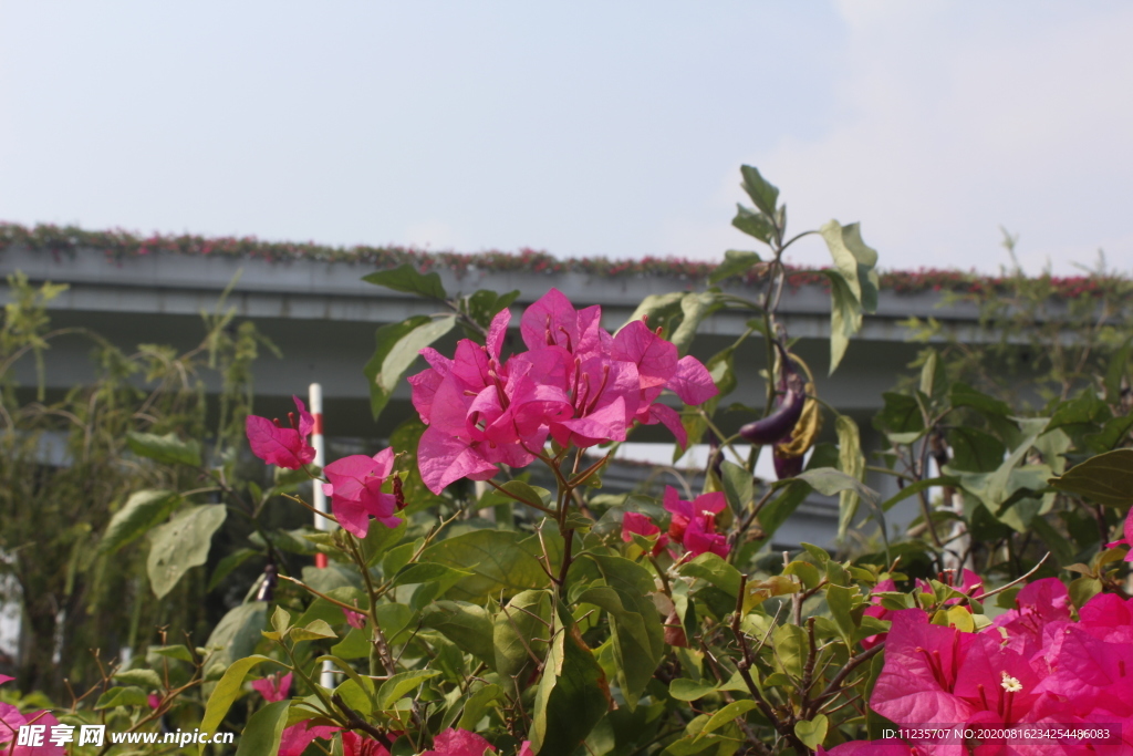 花