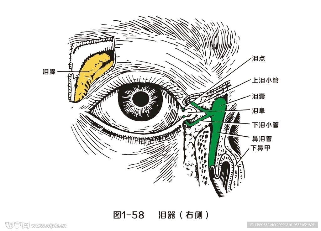 泪器