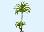 植物手绘