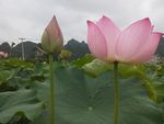 荷花开了