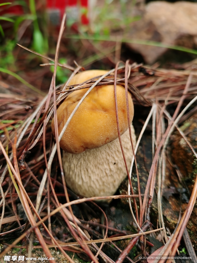 牛肝菌