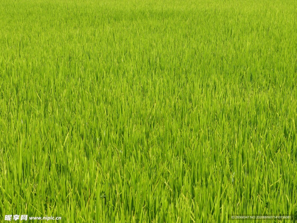 稻田