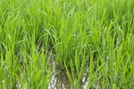 稻田
