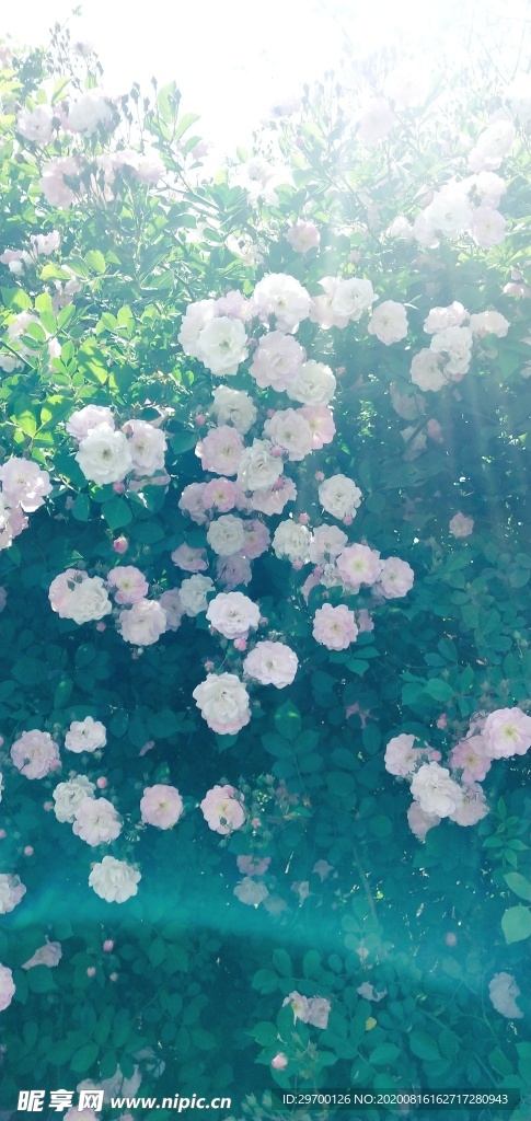 花墙