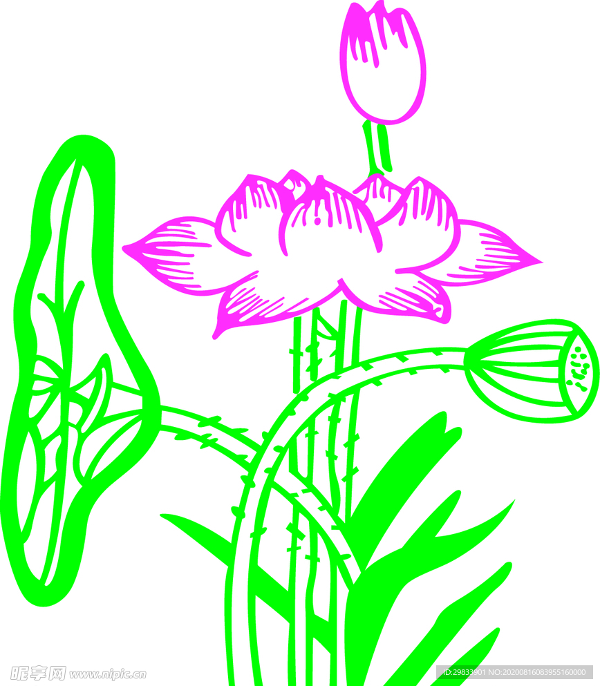 荷花