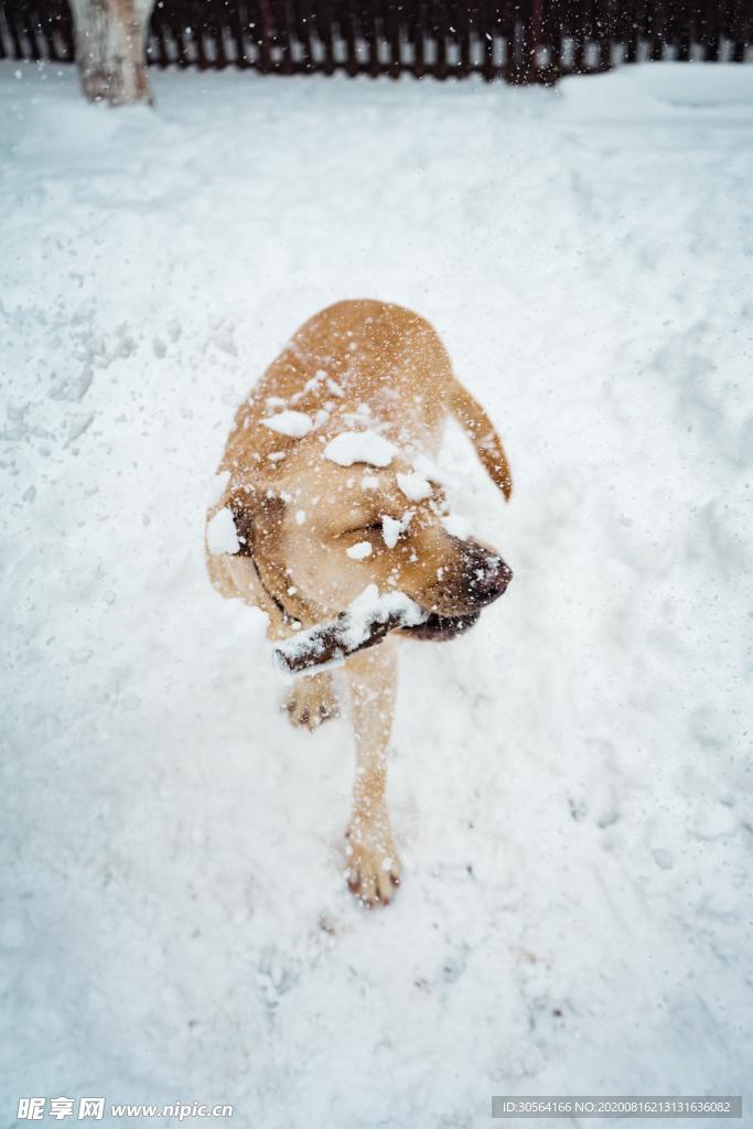 小狗雪地动物生态背景素材