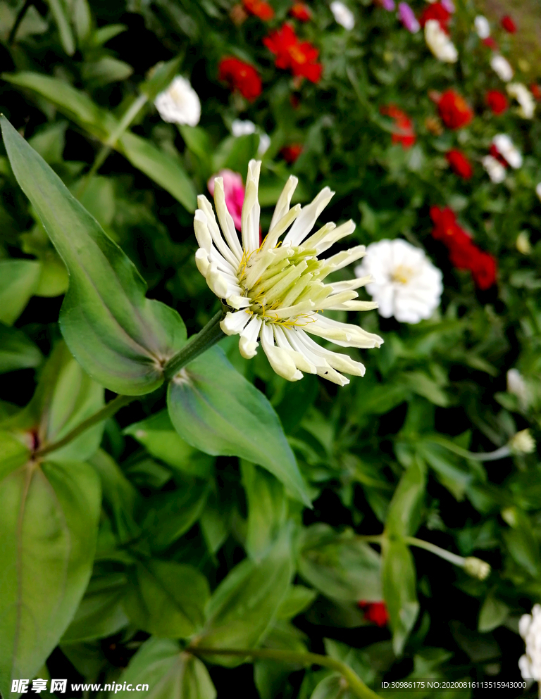 百日菊