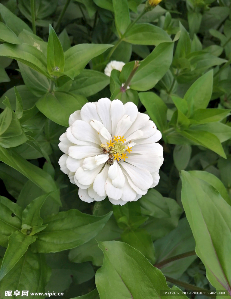 百日菊