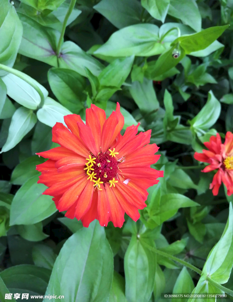 百日菊