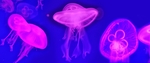 海底水母