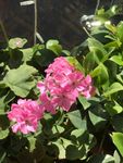 粉红花