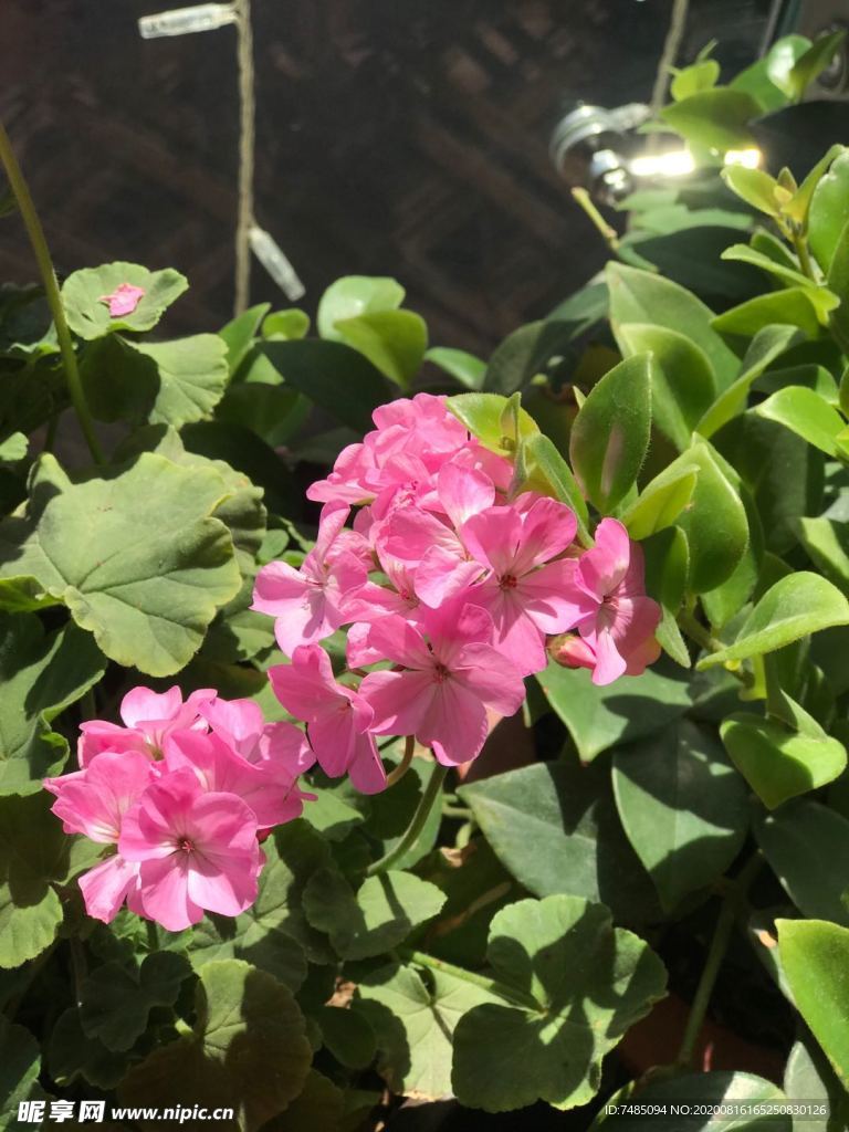 粉红花