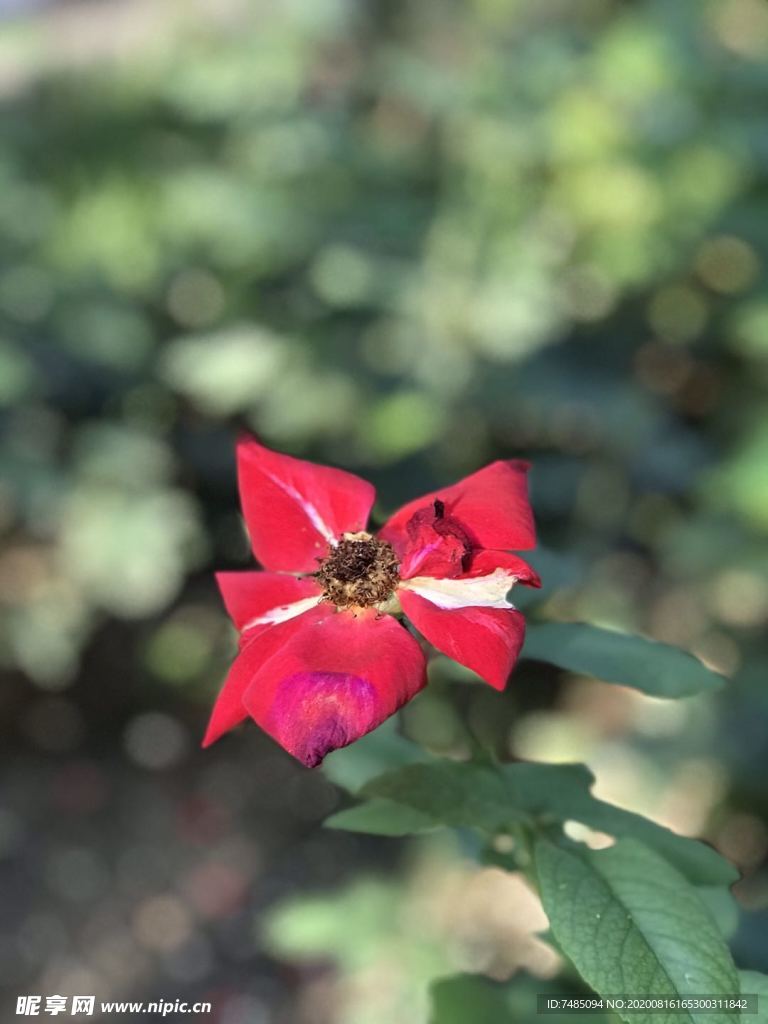 一朵红花