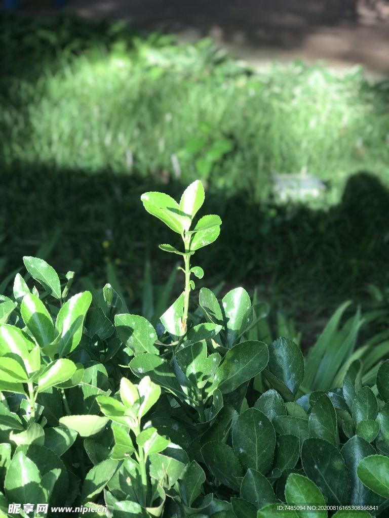 绿色 自然