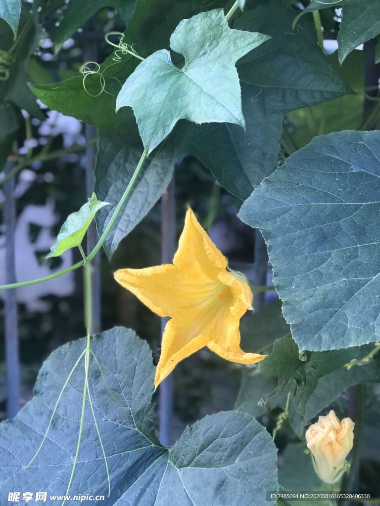 黄花