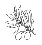 橄榄