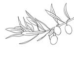 橄榄