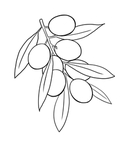橄榄