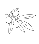 橄榄