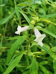 芝麻