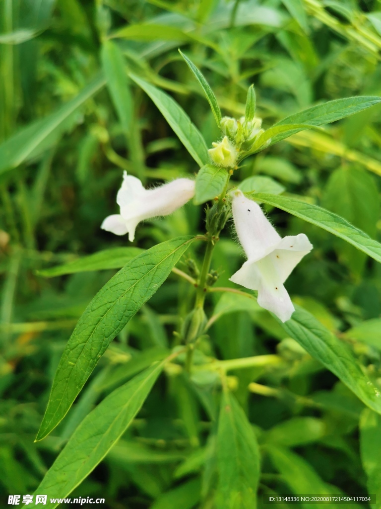 芝麻