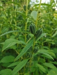 芝麻