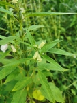 芝麻