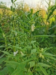 芝麻