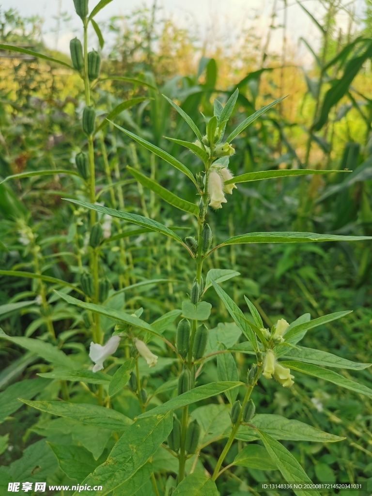 芝麻